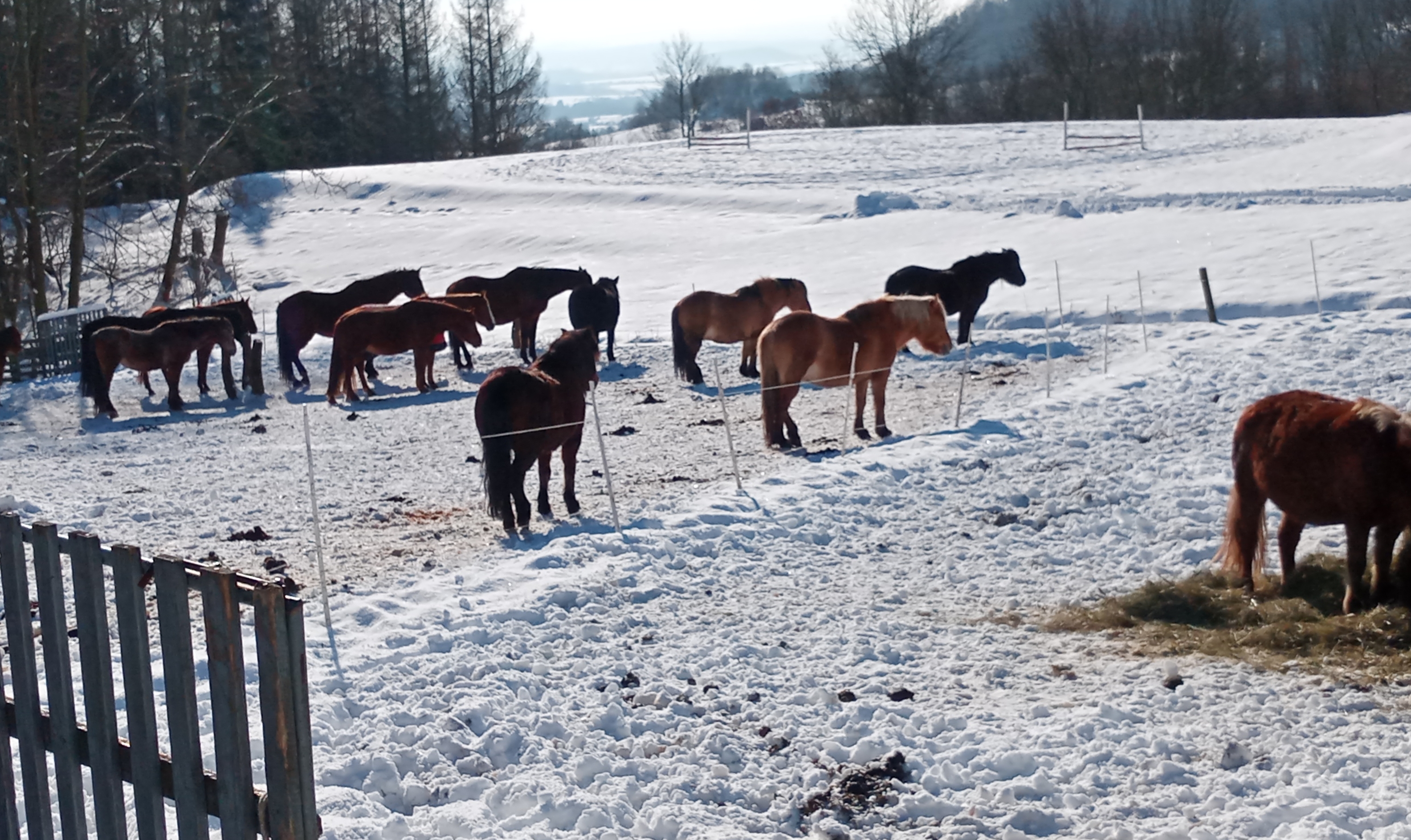 Img_20210131_113218 Img_20210131_113218